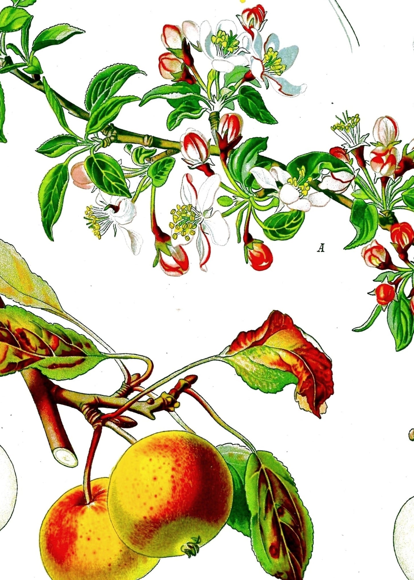 Apple Botanical Lotion 8 Oz