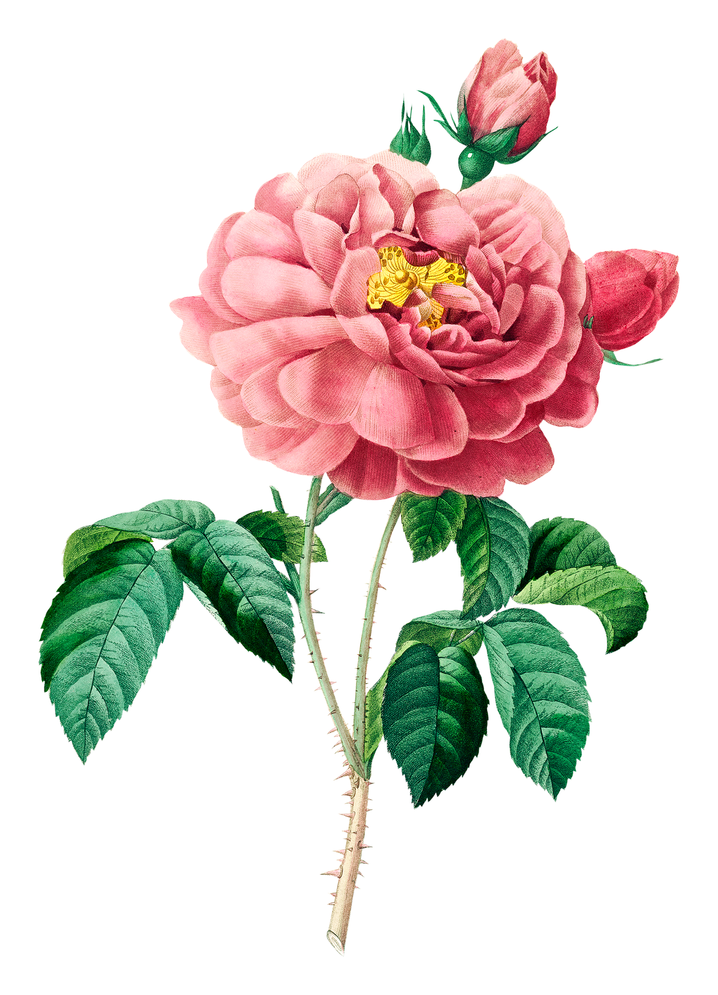 100% Natural Plant Hydrosol