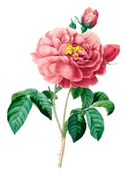 Plant-Derived Hydrosols Steam-Distilled Botanical Waters - Small Batch, Local Ingredients